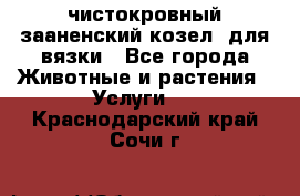чистокровный зааненский козел  для вязки - Все города Животные и растения » Услуги   . Краснодарский край,Сочи г.